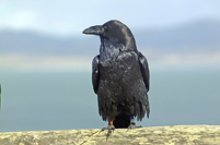 Corvus corax